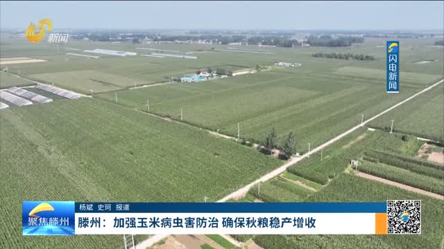 《聚焦滕州》滕州：加强玉米病虫害防治 确保秋粮稳产增收