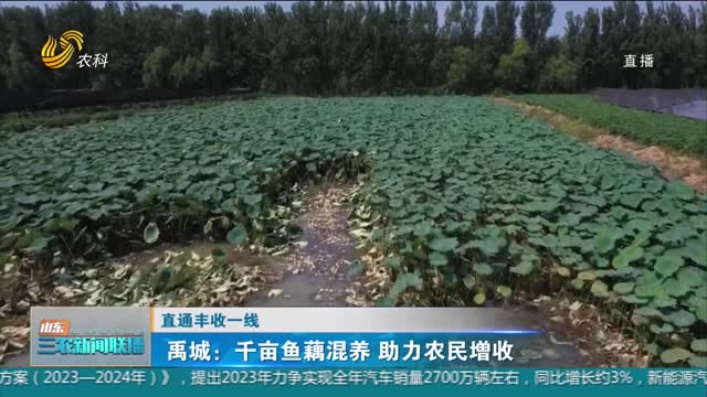 【直通丰收一线】禹城：千亩鱼藕混养 助力农民增收