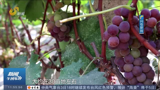 【丰收季】齐河：“大棚葡萄”喜丰收 设施农业激活乡村振兴“新动能”