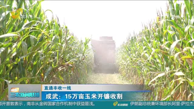 【直通丰收一线】成武：15万亩玉米开镰收割