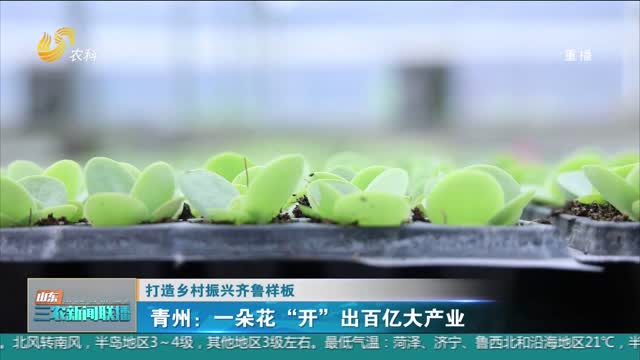 【打造乡村振兴齐鲁样板】青州：一朵花“开”出百亿大产业