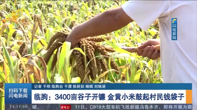 【丰收季】临朐：3400亩谷子开镰 金黄小米鼓起村民钱袋子
