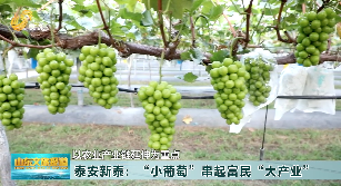 泰安新泰：“小葡萄”串起富民“大产业”