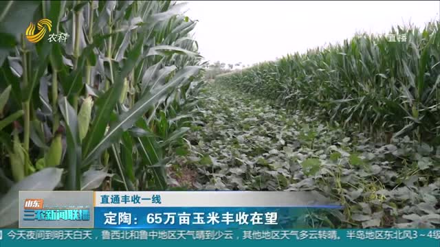 【直通丰收一线】定陶：65万亩玉米丰收在望