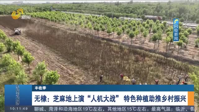 【丰收季】无棣：芝麻地上演“人机大战” 特色种植助推乡村振兴
