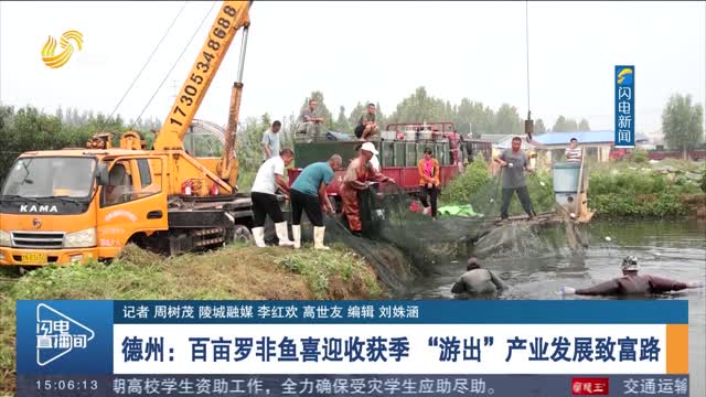 【打造乡村振兴齐鲁样板】德州：百亩罗非鱼喜迎收获季 “游出”产业发展致富路