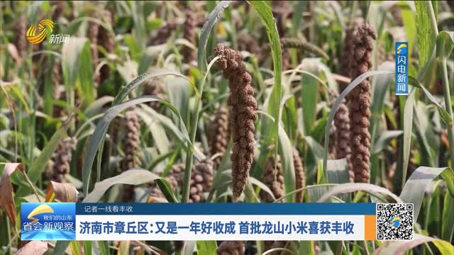 【记者一线看丰收】济南市章丘区：又是一年好收成 首批龙山小米喜获丰收