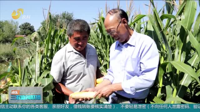 【直通丰收一线】创历史新高！黄三角盐碱地玉米理论测产超800公斤