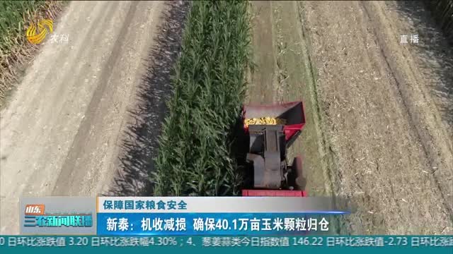 【保障国家粮食安全】新泰：机收减损 确保40.1万亩玉米颗粒归仓