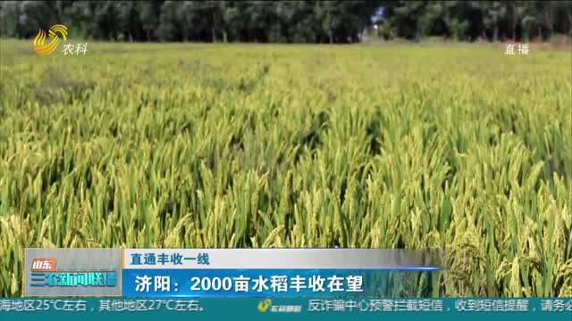 【直通丰收一线】济阳：2000亩水稻丰收在望