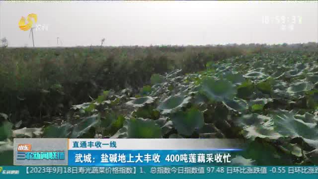 【直通丰收一线】武城：盐碱地上大丰收 400吨莲藕采收忙