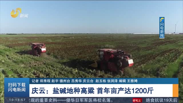 【丰收季】庆云：盐碱地种高粱 首年亩产达1200斤