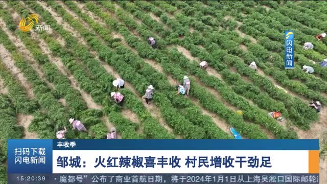 【丰收季】邹城：火红辣椒喜丰收 村民增收干劲足