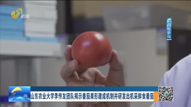 山东农业大学李传友团队揭示番茄果形建成机制并研发出机采鲜食番茄