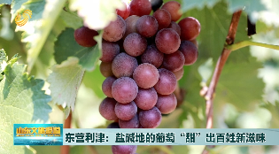 东营利津：盐碱地的葡萄“甜”出百姓新滋味
