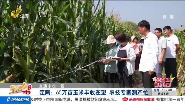 【直通丰收一线】定陶：65万亩玉米丰收在望 农技专家测产忙