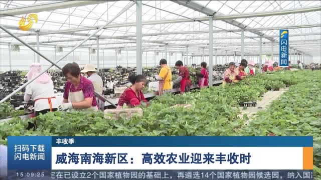 【丰收季】威海南海新区：高效农业迎来丰收时