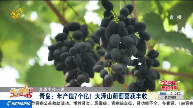 【直通丰收一线】青岛：年产值7个亿 大泽山葡萄喜获丰收