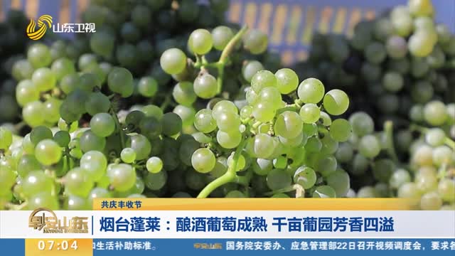 【共庆丰收节】烟台蓬莱：酿酒葡萄成熟 千亩葡园芳香四溢