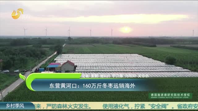 东营黄河口：160万斤冬枣远销海外