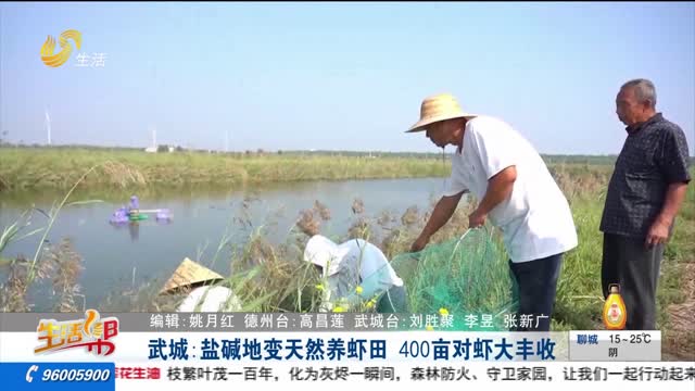 武城：盐碱地变天然养虾田 400亩对虾大丰收