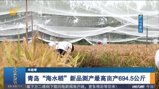 【丰收季】青岛“海水稻”新品测产最高亩产694.5公斤