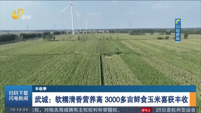 【丰收季】武城：软糯清香营养高 3000多亩鲜食玉米喜获丰收