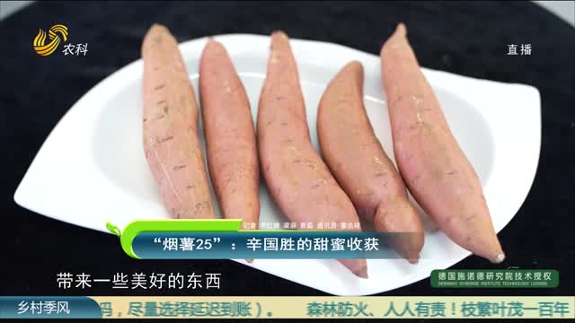 “烟薯25”：辛国胜的甜蜜收获