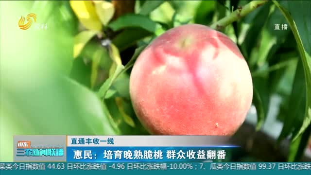 【直通丰收一线】惠民：培育晚熟脆桃 群众收益翻番