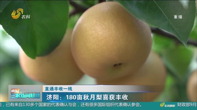 【直通丰收一线】济阳：180亩秋月梨喜获丰收
