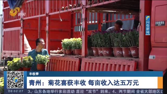 【丰收季】青州：菊花喜获丰收 每亩收入达五万元