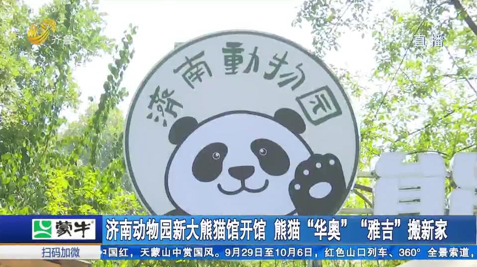 济南动物园新大熊猫馆开馆 熊猫“华奥”“雅吉”搬新家