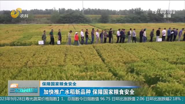 【保障国家粮食安全】加快推广水稻新品种 保障国家粮食安全