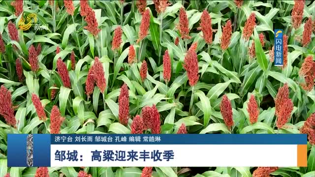 邹城：高粱迎来丰收季