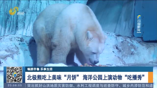 【畅游齐鲁 乐享生活】北极熊吃上美味“月饼” 海洋公园上演动物“吃播秀”