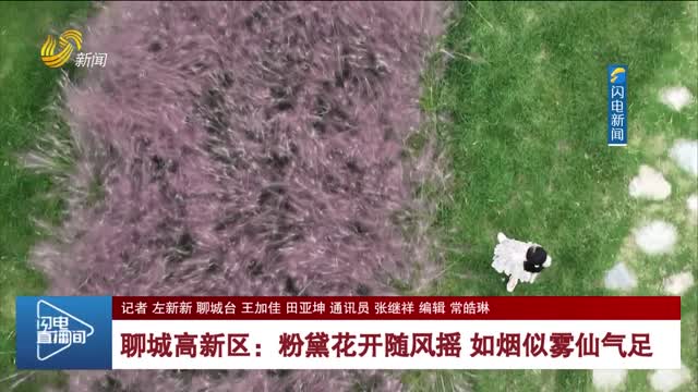 聊城高新区：粉黛花开随风摇 如烟似雾仙气足
