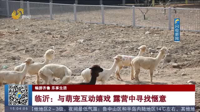 【畅游齐鲁 乐享生活】临沂：与萌宠互动嬉戏 露营中寻找惬意