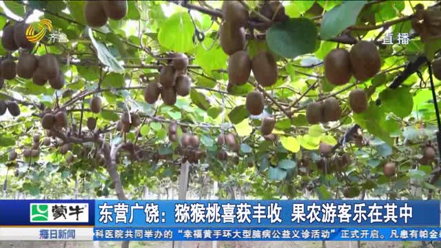 东营广饶：猕猴桃喜获丰收 果农游客乐在其中