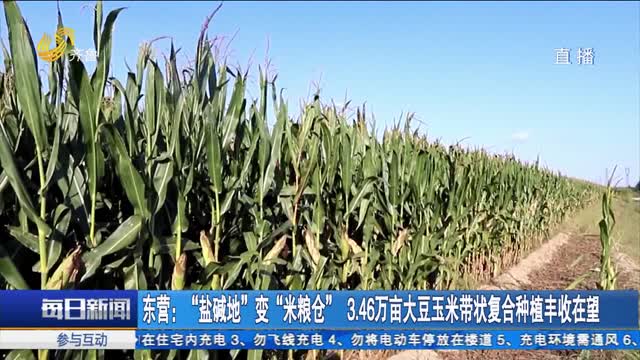 东营：“盐碱地”变“米粮仓” 3.46万亩大豆玉米带状复合种植丰收在望