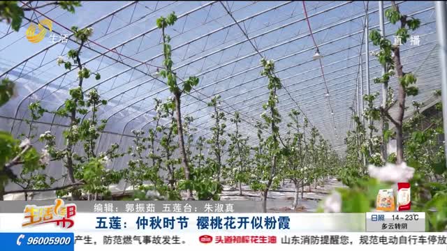 五莲：仲秋时节 樱桃花开似粉霞