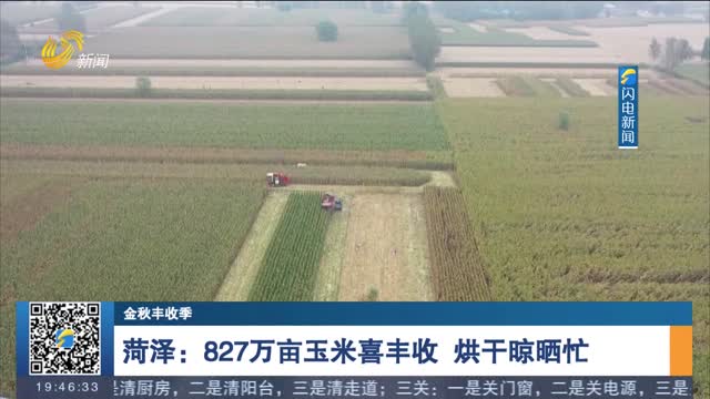 【金秋丰收季】菏泽：827万亩玉米喜丰收 烘干晾晒忙