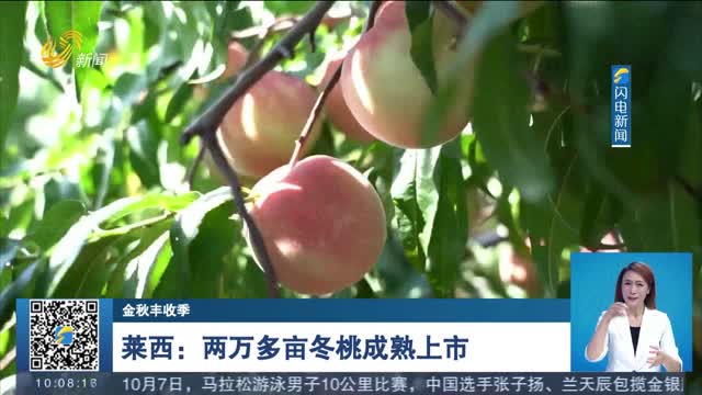 【金秋丰收季】莱西：两万多亩冬桃成熟上市