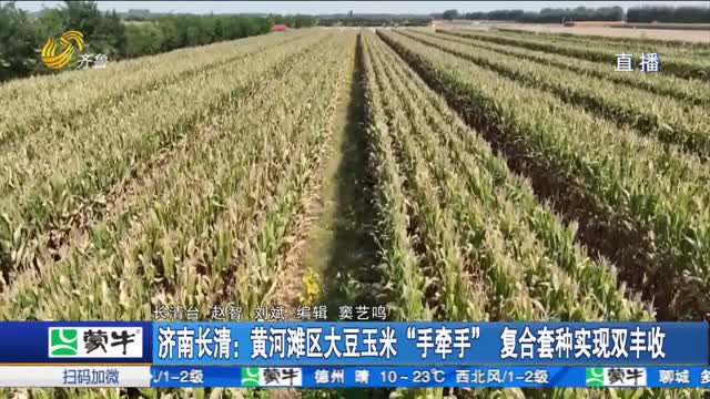 济南长清：黄河滩区大豆玉米“手牵手”复合套种实现双丰收