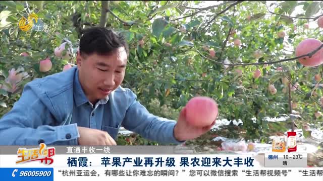 【直通丰收一线】栖霞：苹果产业再升级 果农迎来大丰收