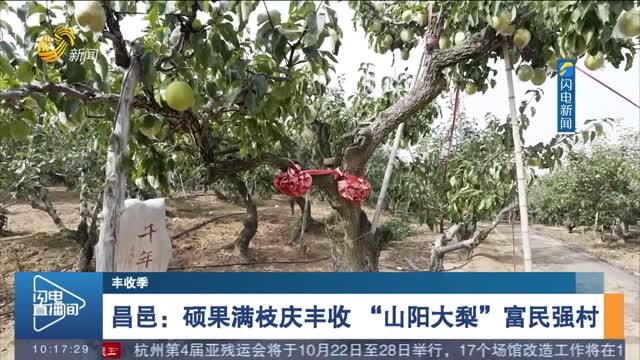 【丰收季】昌邑：硕果满枝庆丰收 “山阳大梨”富民强村