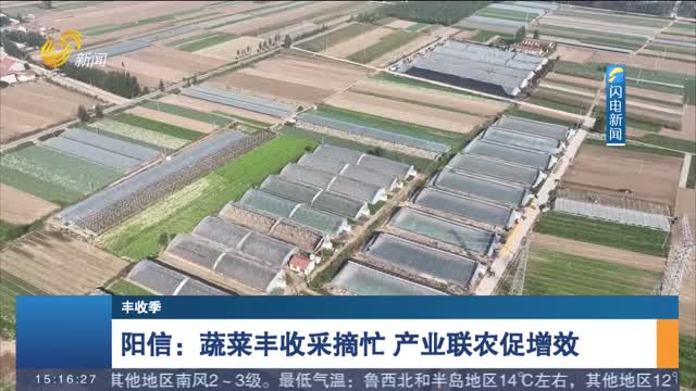 【丰收季】阳信：蔬菜丰收采摘忙 产业联农促增效