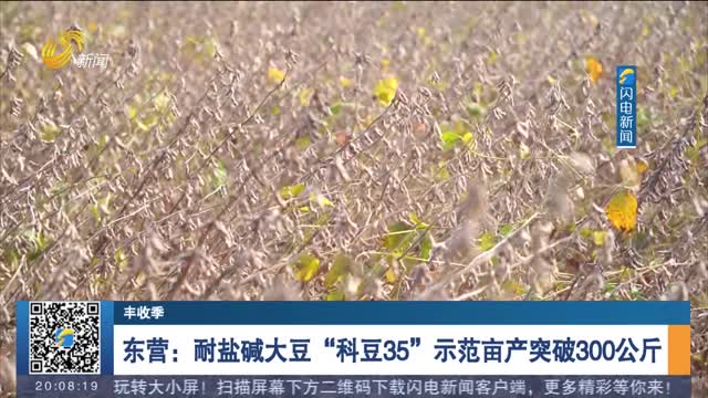 【丰收季】东营：耐盐碱大豆“科豆35”示范亩产突破300公斤