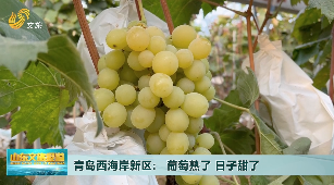 青岛西海岸新区：葡萄熟了 日子甜了