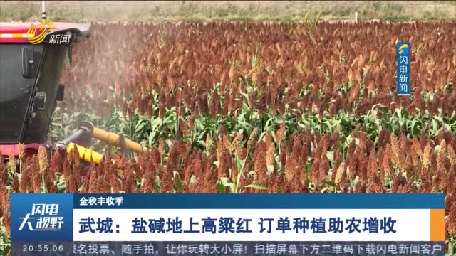 【金秋丰收季】武城：盐碱地上高粱红 订单种植助农增收