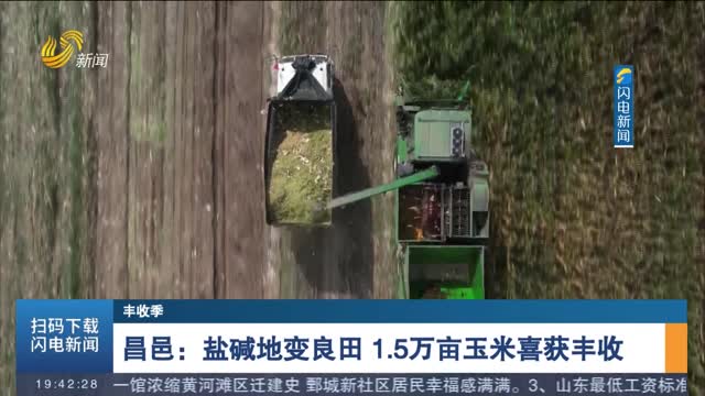 【丰收季】昌邑：盐碱地变良田 1.5万亩玉米喜获丰收